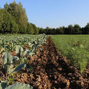 Corte Bertesina Farm stay